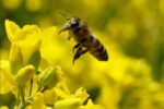 از دست دادن لیگ اروپا پس از بلعیدن زنبور